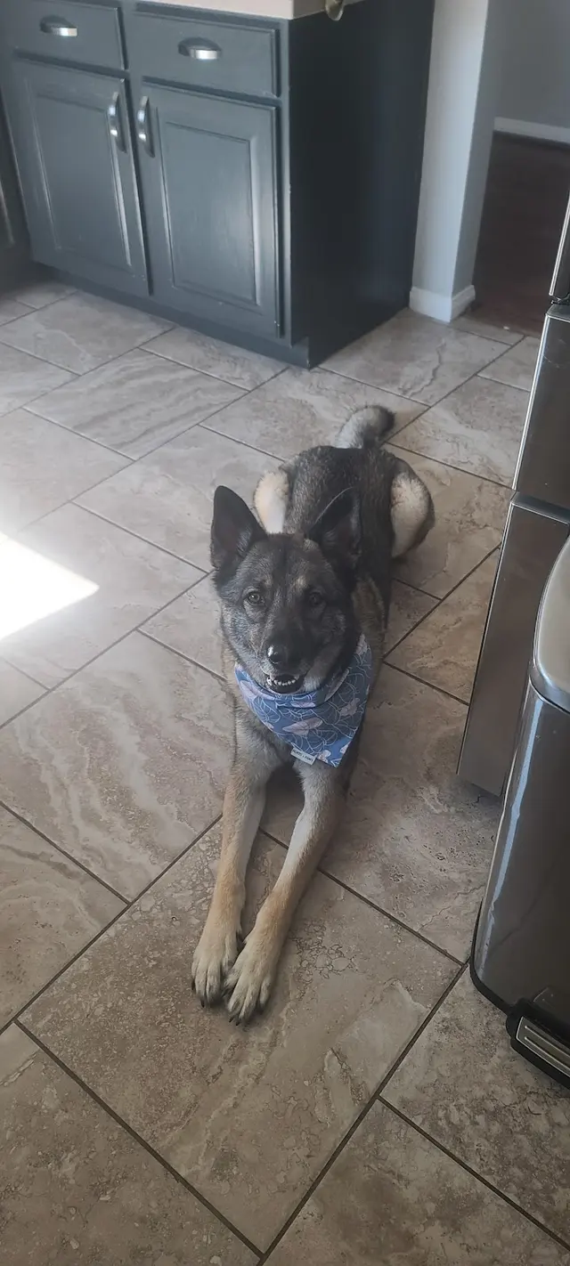 Suburban K9 Dog Training — customer photo 9