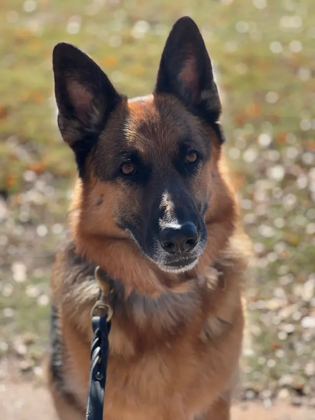 Suburban K9 Dog Training — customer photo 10