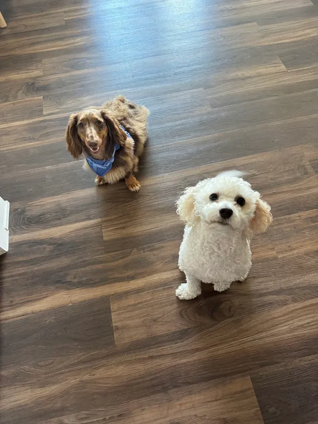 Got It Dog Training — photo from the business 9