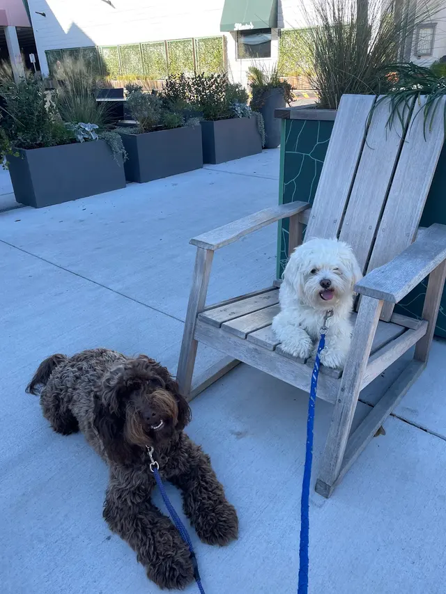 Got It Dog Training — photo from the business 5