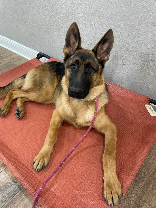 Got It Dog Training — photo from the business 7