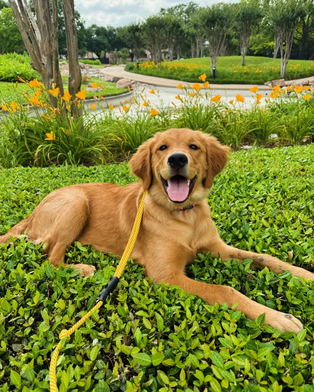 Got It Dog Training — photo from the business 8