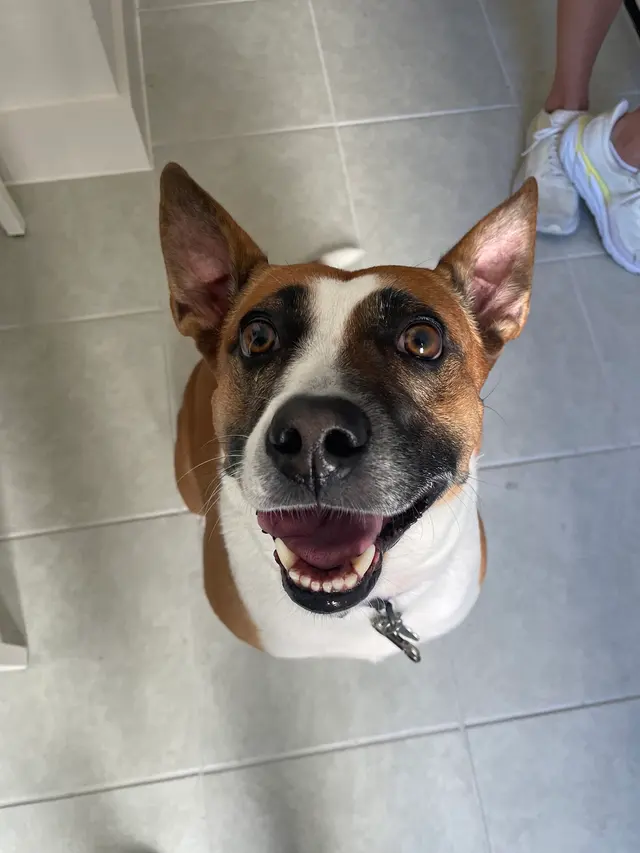 Got It Dog Training — photo from the business 2