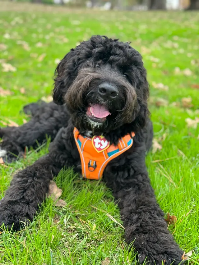 Got It Dog Training — photo from the business 11
