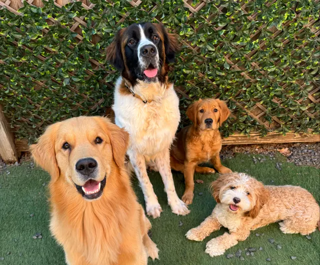 Got It Dog Training — photo from the business 1