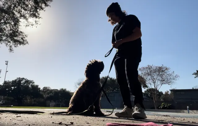 Got It Dog Training — photo from the business 6