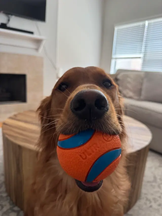 Got It Dog Training — photo from the business 10