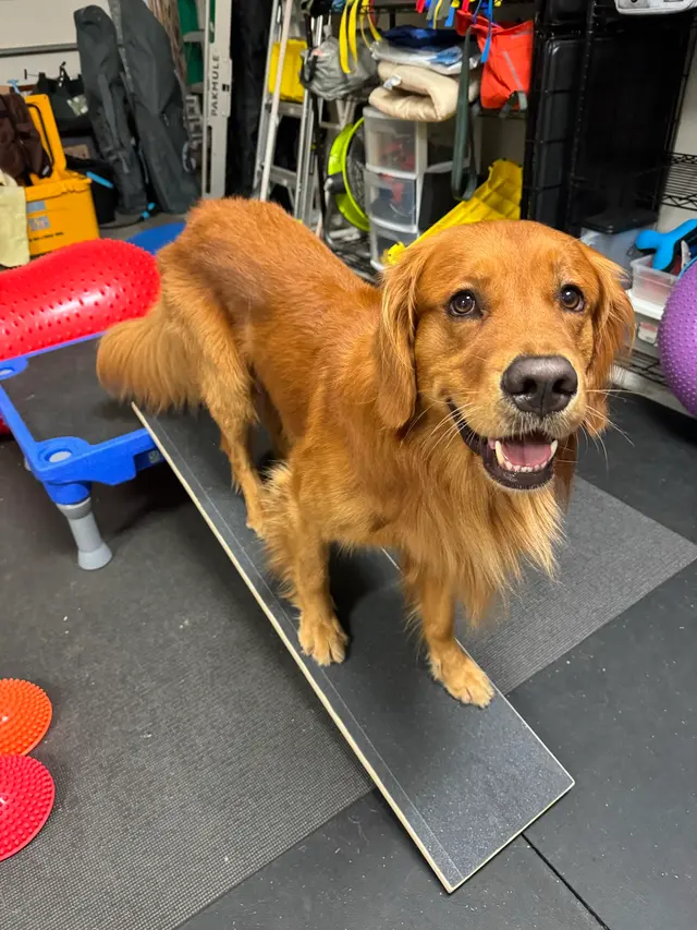 Got It Dog Training — photo from the business 4