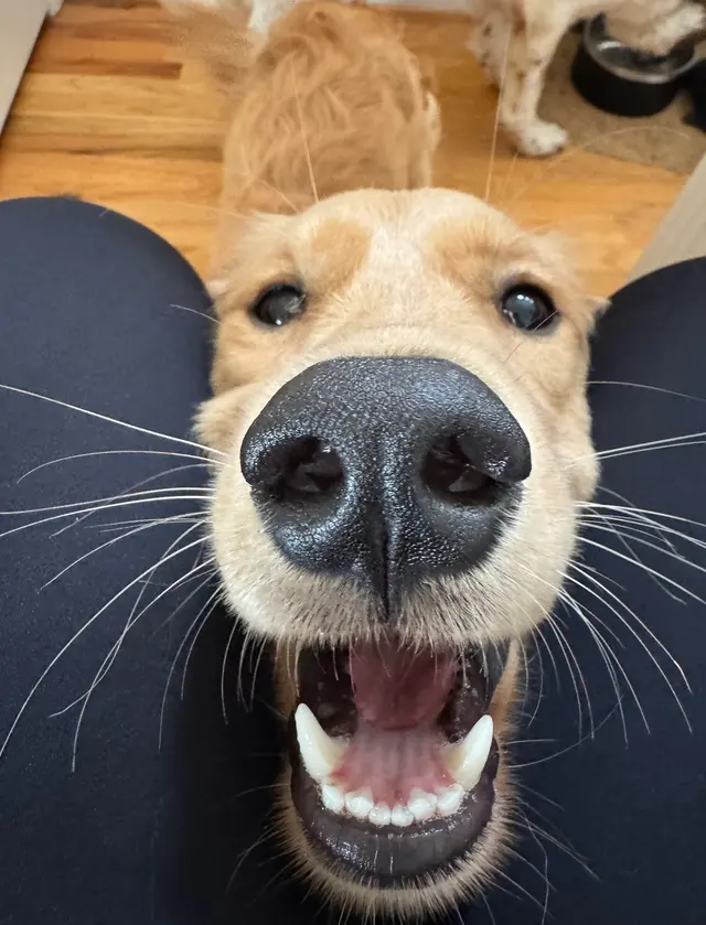 Got It Dog Training — customer photo 12