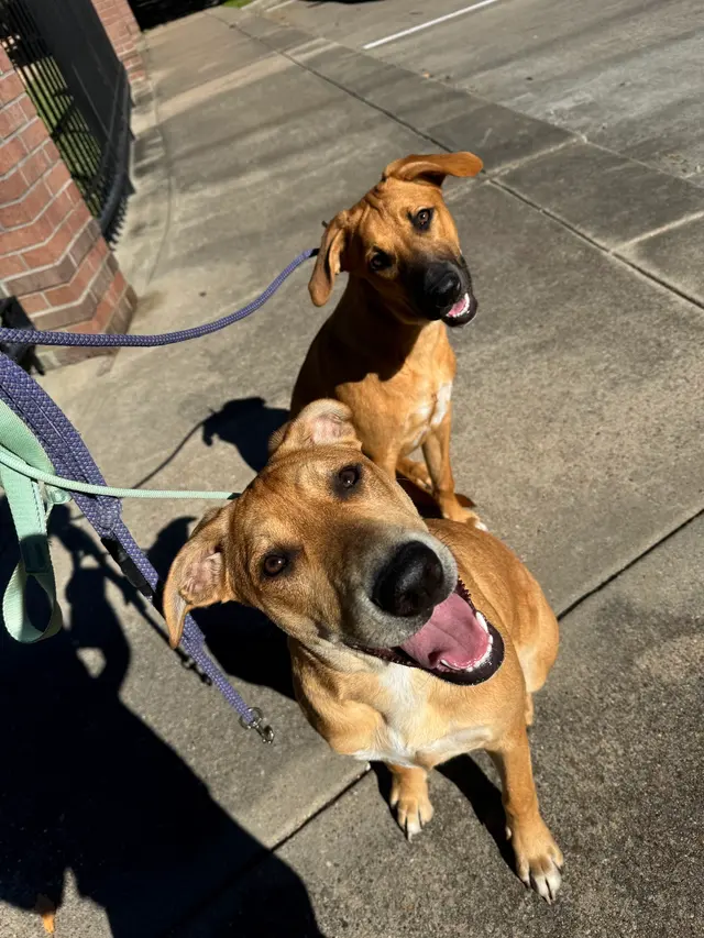 Got It Dog Training — photo from the business 3