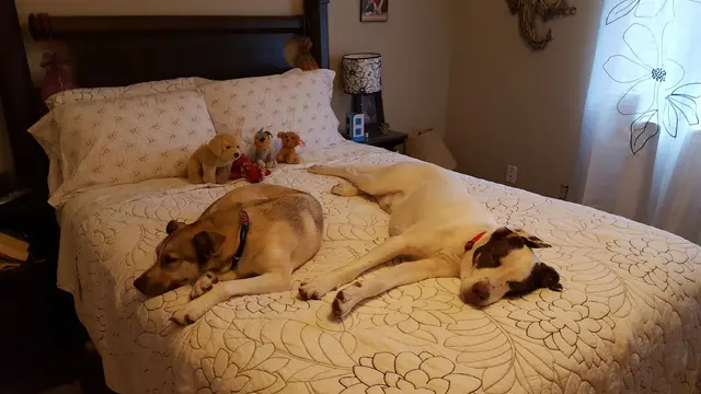 Bark Busters Home Dog Training Cypress, Spring & the Woodlands — customer photo 12