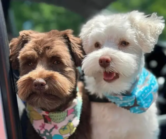 Bark Busters Home Dog Training Cypress, Spring & the Woodlands — photo from the business 10