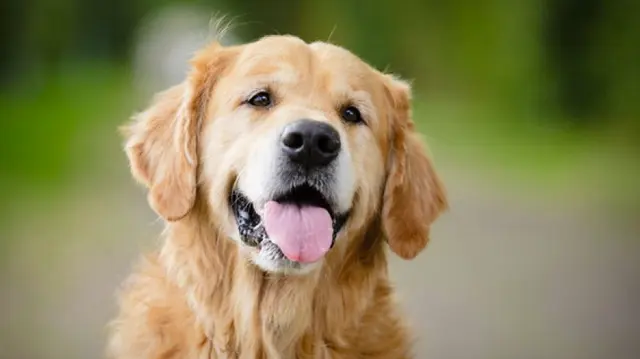 Bark Busters Home Dog Training Cypress, Spring & the Woodlands — photo from the business 5