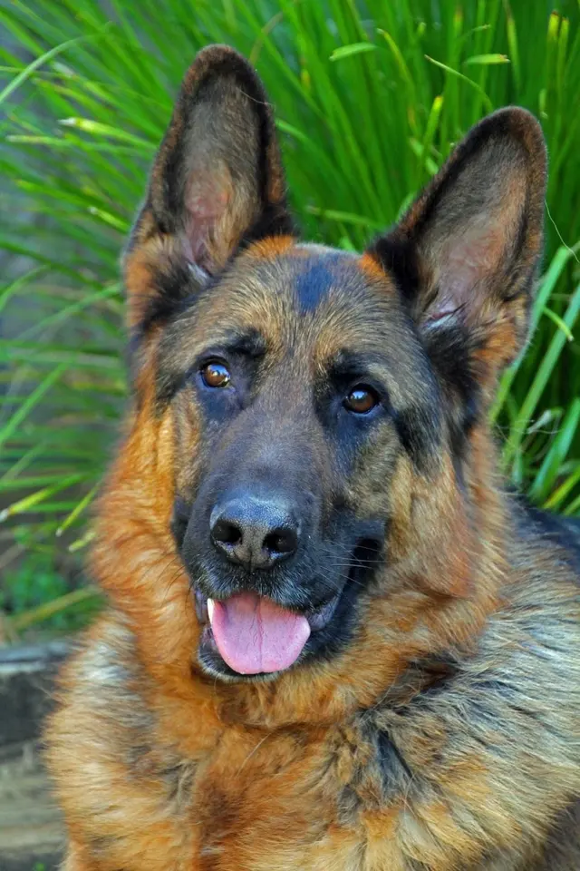 Bark Busters Home Dog Training Cypress, Spring & the Woodlands — photo from the business 11