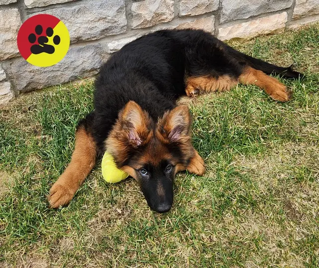 Bark Busters Home Dog Training Cypress, Spring & the Woodlands — photo from the business 3