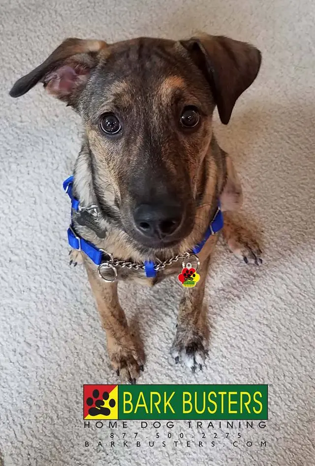 Bark Busters Home Dog Training Cypress, Spring & the Woodlands — photo from the business 1