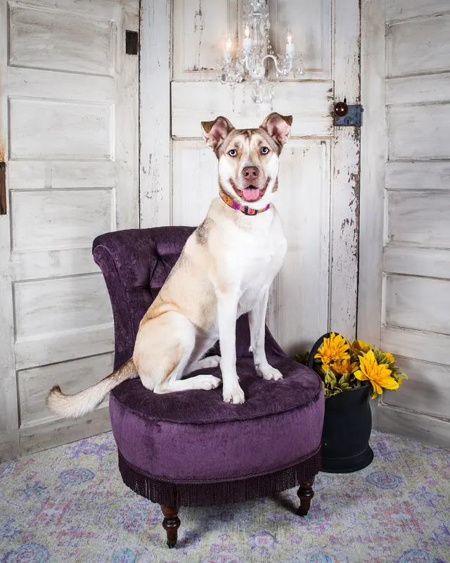Bark Busters Home Dog Training Cypress, Spring & the Woodlands — customer photo 9