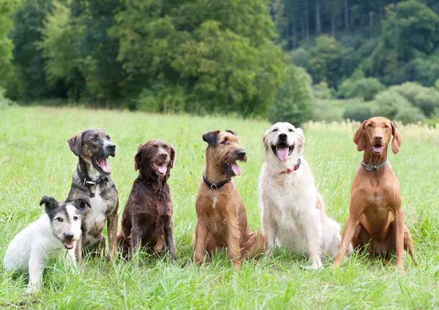 Bark Busters Home Dog Training Cypress, Spring & the Woodlands — photo from the business 7