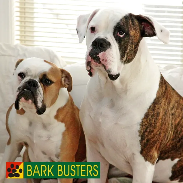 Bark Busters Home Dog Training Cypress, Spring & the Woodlands — photo from the business 2
