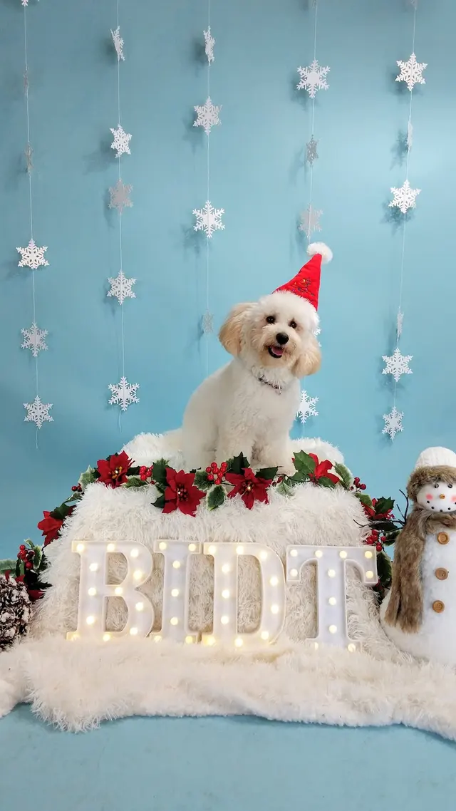 Stephanie Bennett's Believe in Dog — photo from the business 2