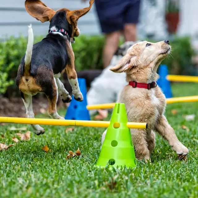 Stephanie Bennett's Believe in Dog — photo from the business 1