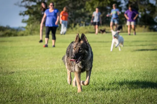 Stephanie Bennett's Believe in Dog — photo from the business 8