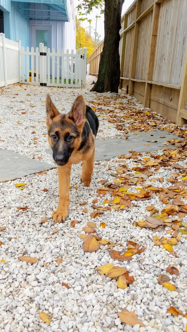 Stephanie Bennett's Believe in Dog — photo from the business 10