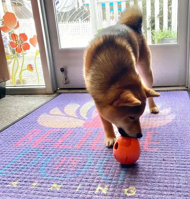 Stephanie Bennett's Believe in Dog — photo from the business 5