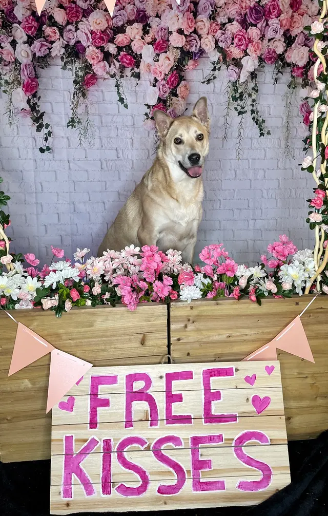 Stephanie Bennett's Believe in Dog — photo from the business 7