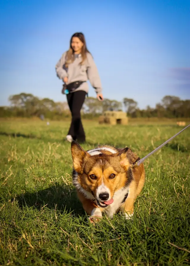 Stephanie Bennett's Believe in Dog — photo from the business 4