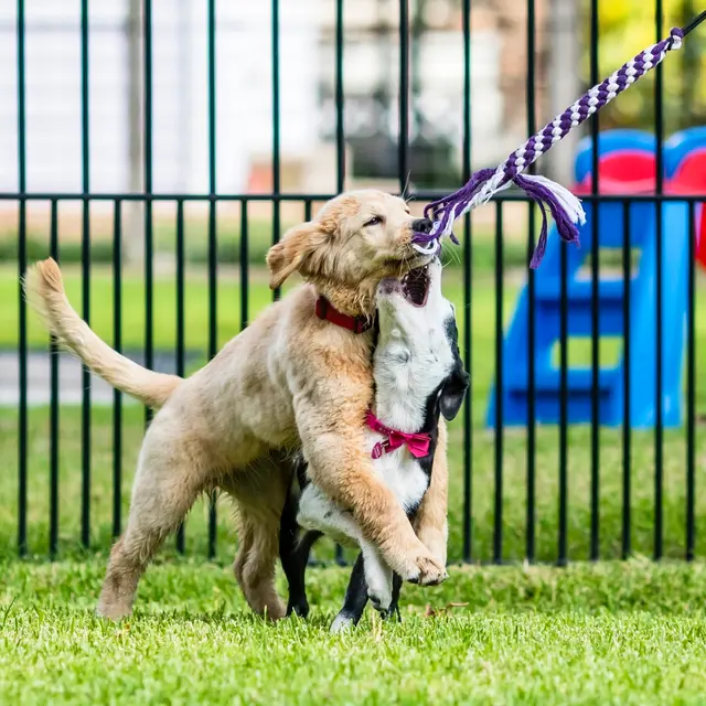 Stephanie Bennett's Believe in Dog — photo from the business 6