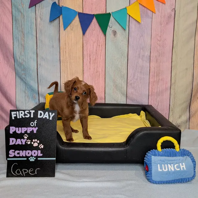 Customer photo of work by Stephanie Bennett's Believe in Dog, from Emma Roberts's review