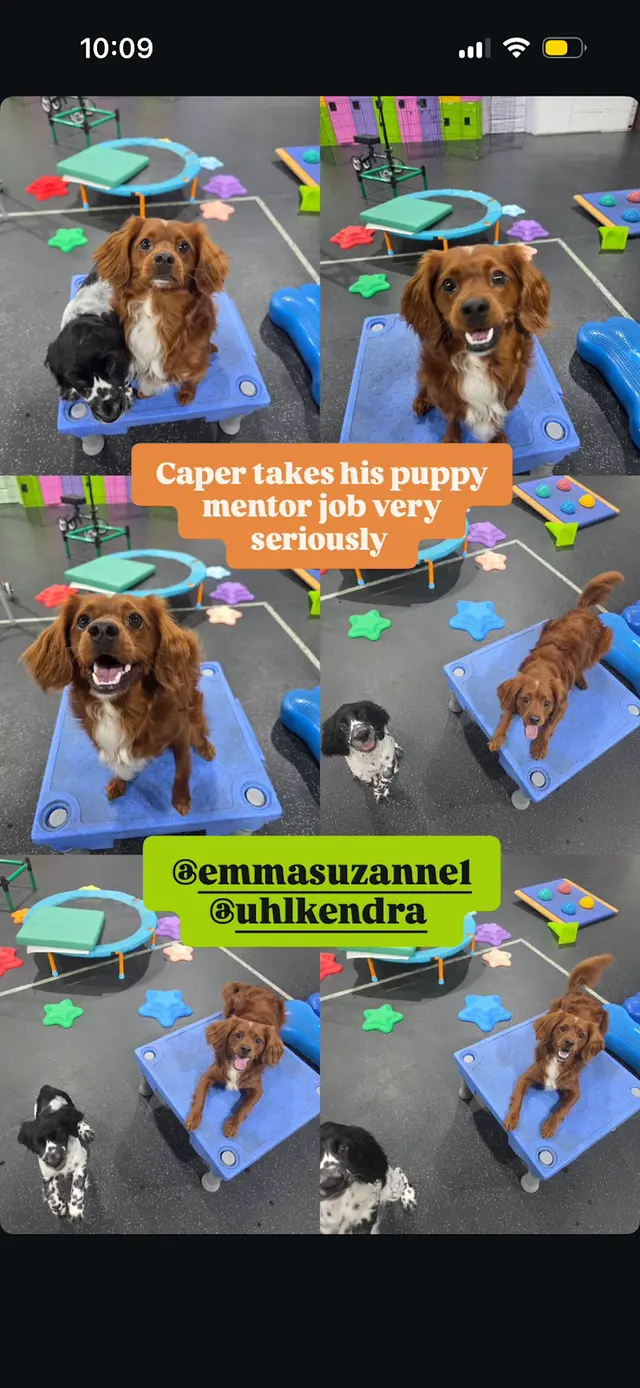 Customer photo of work by Stephanie Bennett's Believe in Dog, from Emma Roberts's review