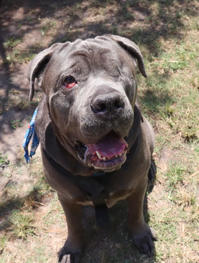Sit Means Sit - The Woodlands, Spring & Conroe — photo from the business 11