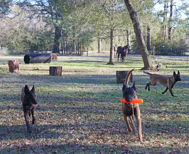 Sit Means Sit - The Woodlands, Spring & Conroe — photo from the business 3