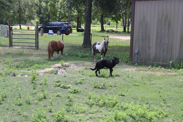 Sit Means Sit - The Woodlands, Spring & Conroe — photo from the business 8