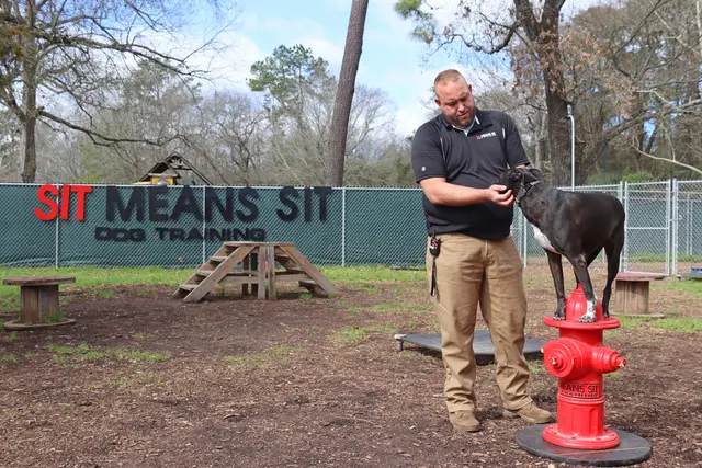Sit Means Sit - The Woodlands, Spring & Conroe — photo from the business 4