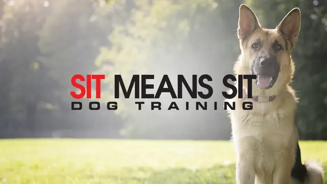 Sit Means Sit - The Woodlands, Spring & Conroe — photo from the business 1