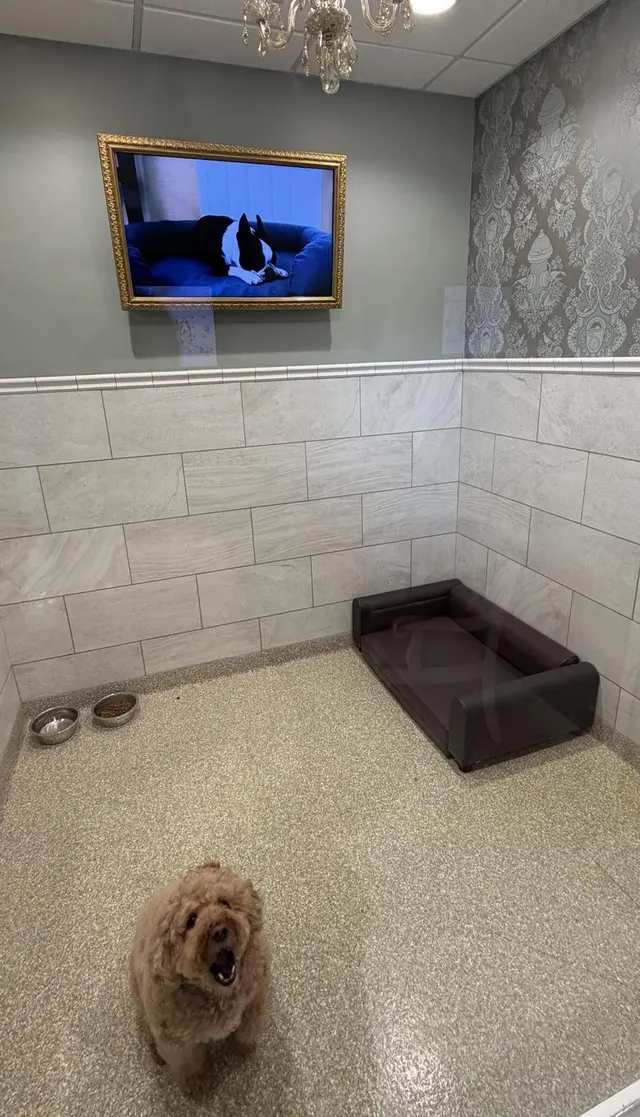 K9 Resorts Luxury Pet Hotel Cherry Hill — customer photo 4