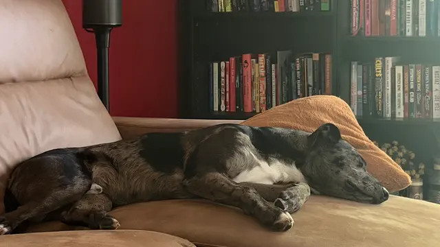 K9 Resorts Luxury Pet Hotel Cherry Hill — customer photo 3