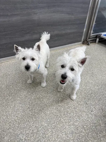K9 Resorts Luxury Pet Hotel Cherry Hill — customer photo 7