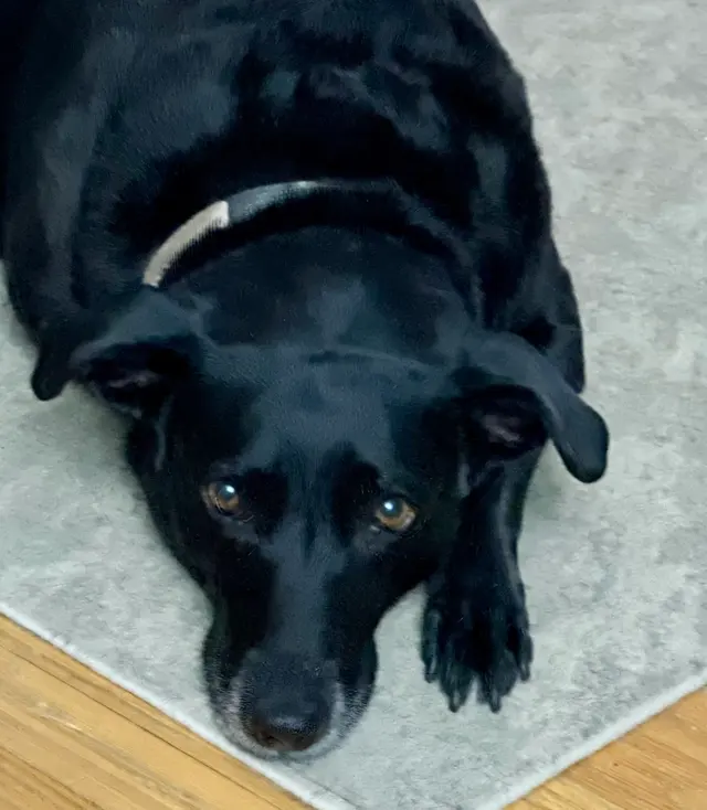 K9 Resorts Luxury Pet Hotel Cherry Hill — customer photo 10