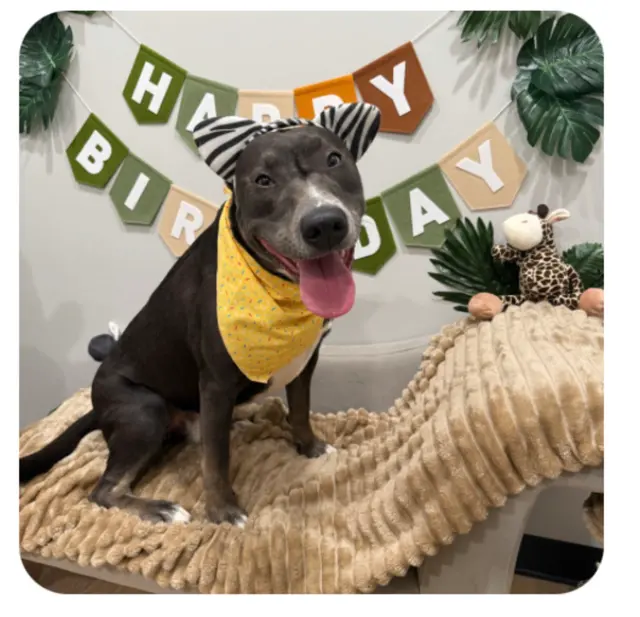 Fetch Family Pet Resort — customer photo 4