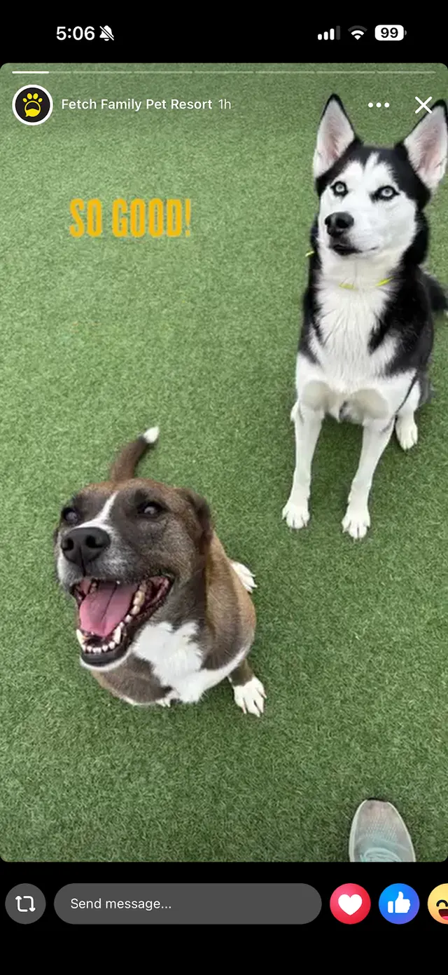 Fetch Family Pet Resort — customer photo 8