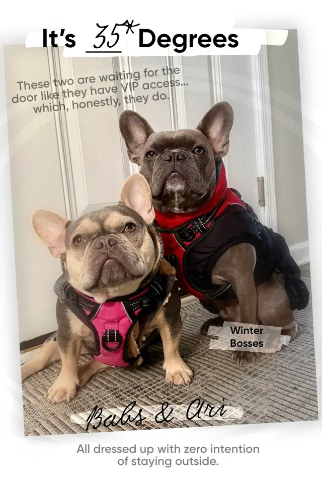 Fetch Family Pet Resort — customer photo 10