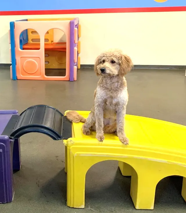 Best Friends Pet Hotel — photo from the business 3