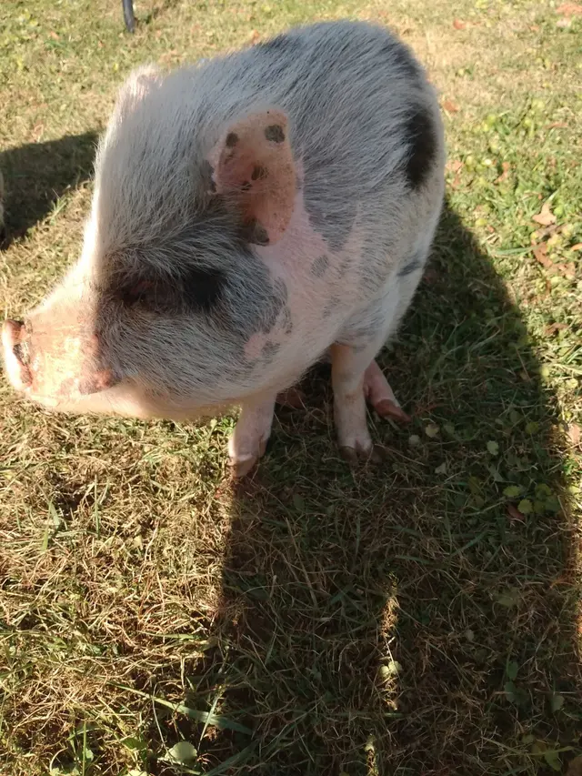 Animal Medical Clinic — customer photo 3
