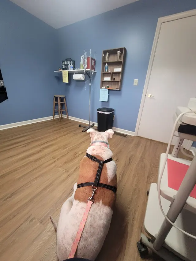 Animal Medical Clinic — customer photo 1