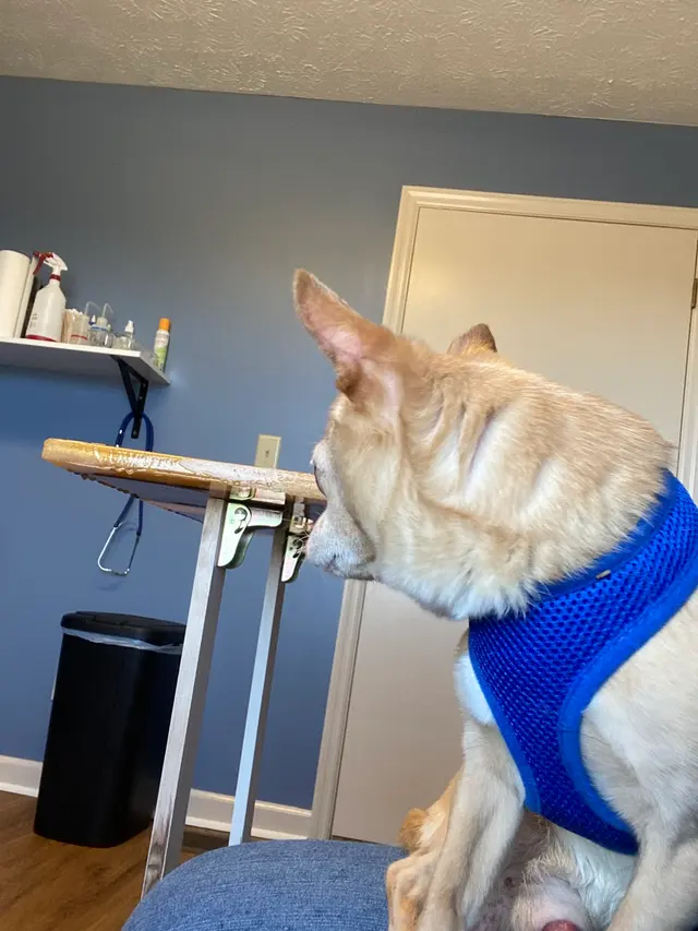 Animal Medical Clinic — customer photo 6