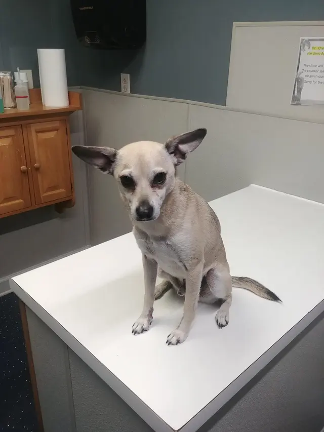Animal Medical Clinic — customer photo 2